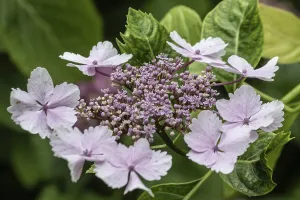 Hydrangeaceae Family Drucke: Hydrangea (Hydrangea macrophylla)