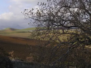 Overcast European Skies Drucke: Sparse branches of a tree overlooking rolling fields under a cloudy sky