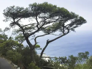 Beach Landscape Drucke: A big tree on the cliffs at the beach