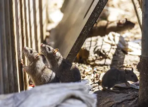 German Waste Management Drucke: Many cities have a rat problem