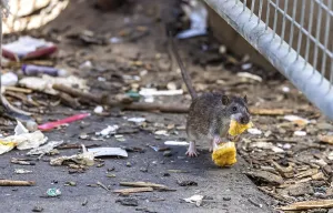 Eco Friendly Waste Disposal Drucke: Many cities have a rat problem