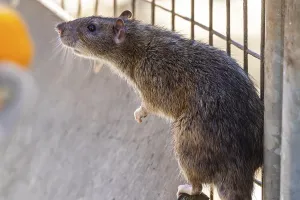 Waste Management Germany Drucke: Many cities have a rat problem