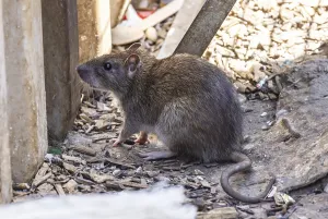 European Waste Management Drucke: Many cities have a rat problem