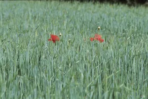 Cereal Cultivation Images Drucke: Cornfield