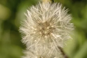 Ornamental Garden Decoration Drucke: A dandelion in springtime macro