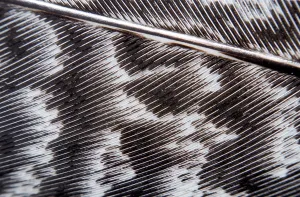 Empty Uninhabited Landscape Photo Drucke: Feather detail