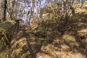 Forest Path Drucke: A forest path in spring time