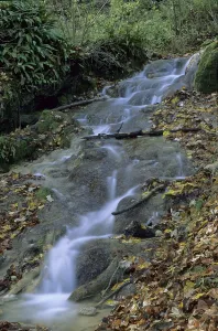 Countryside Landscape Shot Drucke: Forest stream
