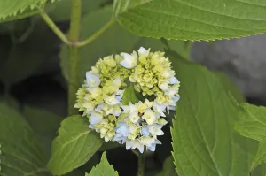 Hydrangeaceae Family Drucke: Garden hydrangea (Hydrangea macrophylla)