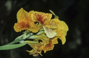 Iridaceae Plant Drucke: Iris (Iris sp.)