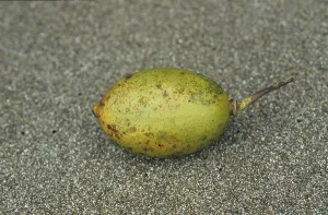 Deserted Fruit Tree Drucke: Jacarillo fruit (?)
