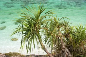 Andaman Sea Islands Drucke: Ko Yang is a tiny