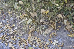 Deserted Gardens Drucke: Nuts and trees on a path at the ground