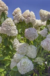 Hydrangeaceae Family Drucke: Panicle hydrangea (Hydrangea paniculata)