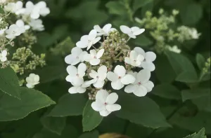 Hydrangeaceae Family Drucke: Panicle hydrangea (Hydrangea paniculata)