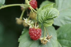 Red Berry Fruits Drucke: Raspberry (Rubus idaeus)