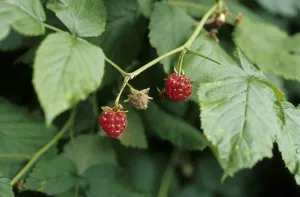 Red Coloured Berries Drucke: Raspberry (Rubus idaeus)