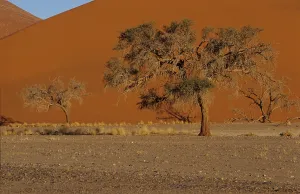 Travel Photography Desert Scenes Drucke: The last tree in front of drought