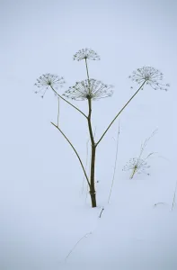 Arctic Norway Photography Drucke: Winter