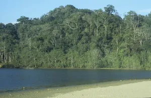 Indonesian Rainforest Landscape Drucke: Primeval forest on Java