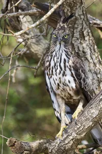 Wechselhäheradler (Nisaetus cirrhatus) in einem Baum.