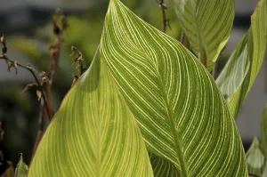 Abstract Healthcare Image Drucke: Leaf pattern