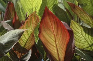 Nature Patterns Drucke: Leaf pattern
