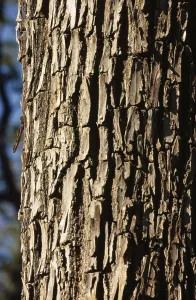 Tree Bark Texture Drucke: Bark pattern of tree trunk