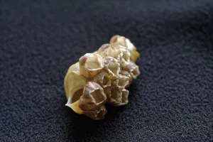 Deserted Beach In Asia Drucke: Conch shell from devbagh beach