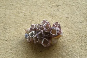 Conch Shell Photography Drucke: Conch shell from devbagh beach