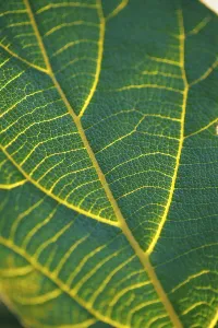 Leaf Pattern Design Drucke: Leaf pattern