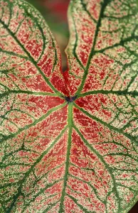 Leaf Pattern Design Drucke: Leaf pattern
