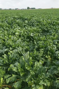 No People Farming Scene Drucke: Vegetable, beetroot in fields