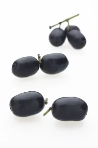 Southeast Asian Fruits Drucke: Java plum