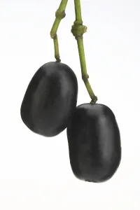 Indonesian Agriculture Drucke: Java plum