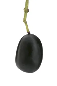 Indonesian Agriculture Drucke: Java plum