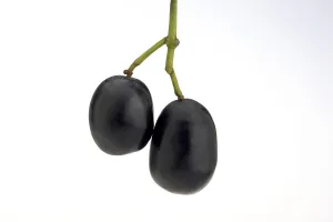 Asian Agricultural Products Drucke: Java plum