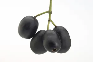 Indonesian Agriculture Drucke: Java plum