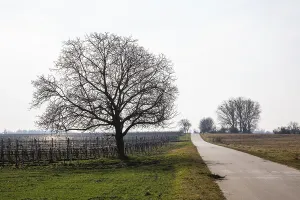 European Deserted Roads Drucke: Sparse trees along the cycle path