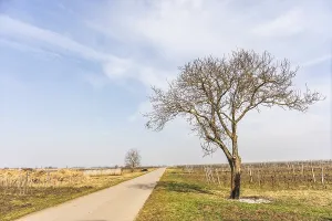 European Uninhabited Landscapes Drucke: Sparse trees along the cycle path