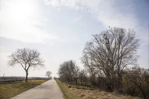 European Deserted Roads Drucke: Sparse trees along the cycle path
