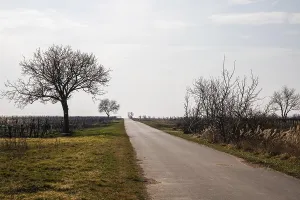 European Deserted Roads Drucke: Sparse trees along the cycle path