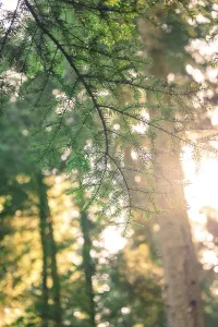 Deserted German Forest Landscape Drucke: Fir branches stand out against the warm rays of sunlight breaking through the forest
