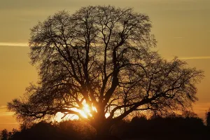 Tree Silhouette At Sunset Drucke: Sunset tree with setting red sun with rays in front of reddish sky and tree backdrop