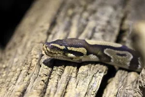 Python Regius Drucke: King python, (Python regius), adult