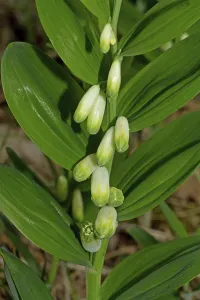 Polygonatum Odoratum Drucke: Angular angular Solomon's seal (Polygonatum odoratum) Angular angular Solomon's seal (Polygonatum odoratum)