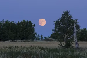 Evening Atmosphere In Saxony Drucke: The full moon rises behind trees