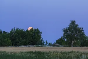 Full Moon Rising Drucke: The full moon rises behind trees