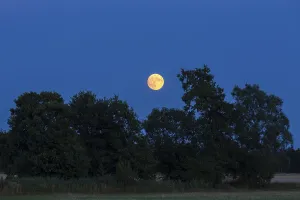 Full Moon Rising Drucke: The full moon rises behind trees