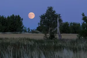 European Countryside At Dusk Drucke: The full moon rises behind trees